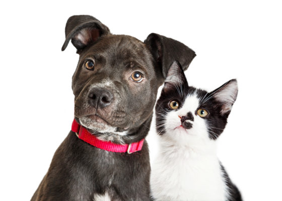 Puppy and Kitten 404 